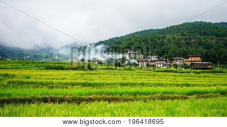 Terraced Farmland With Paddy Field