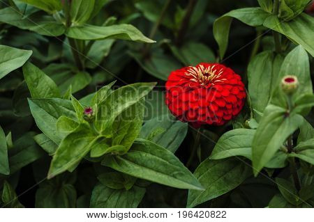 Red flower of zinnia among green leaves and buds.