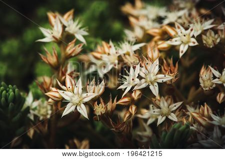 Sedum album spanish blooming white. Succulent plant. Magic beautiful flowers close-up.