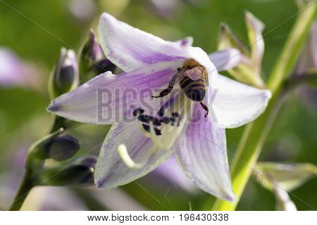 Bee in tender bluebells flowers on green natural background