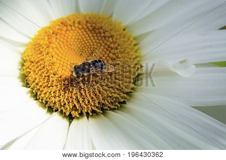 Bee sitting on camomile. Macro photo. White flower. Life of insects