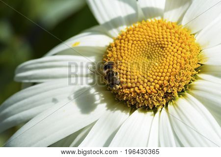 Bee sitting on camomile. Macro photo. White flower. Life of insects