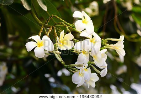 Plumeria, Frangipani, White flowers with sunlight and blur background