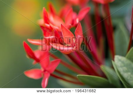 Red flowers and pollen, ixora in the garden