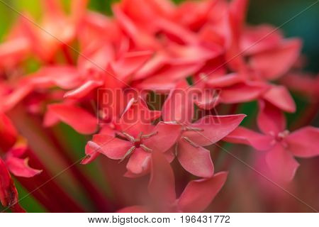 Red flowers and pollen, ixora in the garden