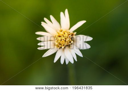 White Flower Yellow Pollen