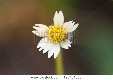 White Flower Yellow Pollen