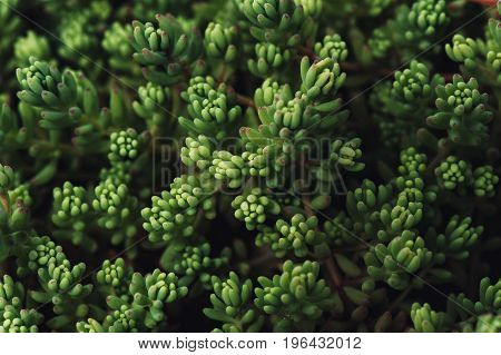 Sedum covering. Succulent plant. Natural texture in the form of small leaves.