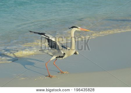 Big Grey Heron standing on the beach