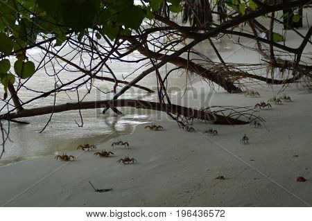 Several green crabs walking over the sandy beach