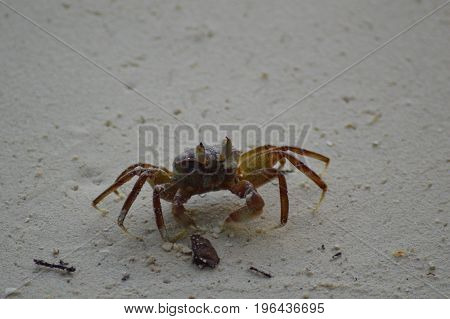 Green Crab walking over the sandy beach
