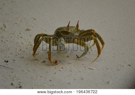 Green Crab walking over the sandy beach
