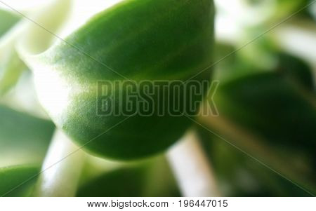 close up macro of green edible sunflower leaves