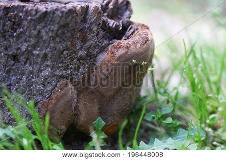 Large tree fungus growing on old tree stump.