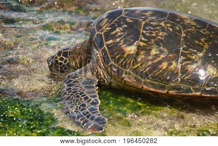turtle approaching water at Laniakea Beach in Hawaii