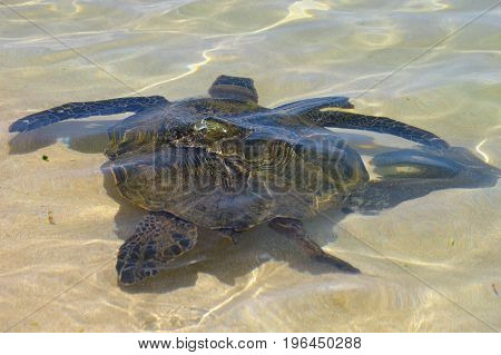 turtle under water at Laniakea beach Hawaii