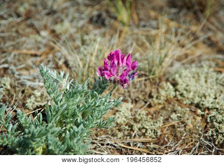 Oxytropis lanata near lake Baikal Russia. close up
