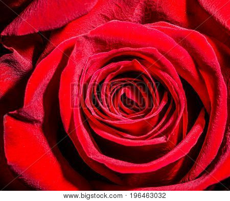 Close up macro photograph of a red rose showing the close knit pedels of the bud.
