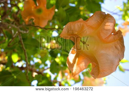 Datura stramonium. Tropical tree with flowers. Mediterranean plant.