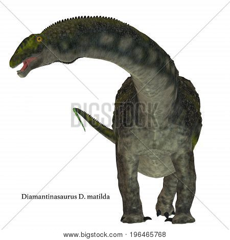 Diamantinasaurus Dinosaur on White with Font 3d illustration - Diamantinasaurus was a herbivorous sauropod dinosaur that lived in Australia during the Cretaceous Period.