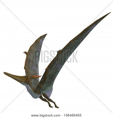 Pteranodon Reptile Wings Up 3d illustration - Pteranodon was a flying carnivorous reptile that lived in North America in the Cretaceous Period.