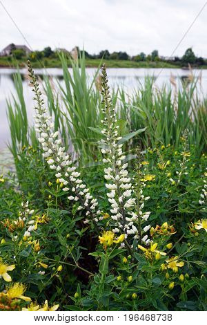 White wild indigo (Baptisia alba macrophylla) and perforate St John's wort (Hypericum perforatum) bloom together near a retention pond during June in Plainfield, Illinois.