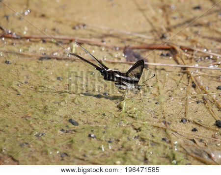 Butterfly (Lamproptera curius (White Dragontail)) sucking water