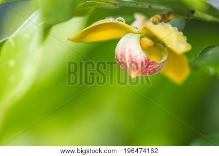White cute Cheesewood on branch in morning