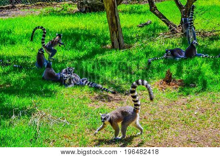 Lunching Lemur. A lovely little ring-tailed lemur settles down to a snack. lemur