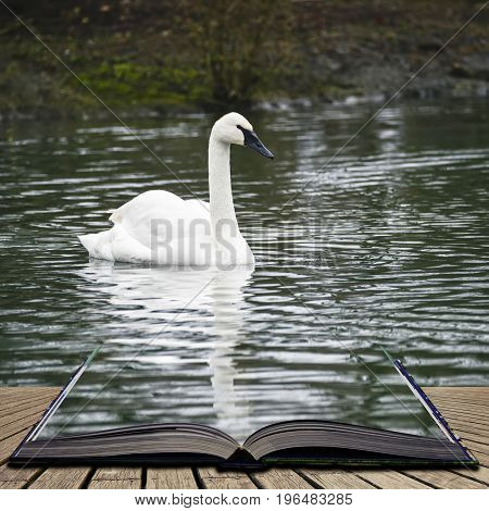 Eautiful Portrait Of Trumpeter Swan Cygnus Buccinator On Water In Spring Concept Coming Out Of Pages