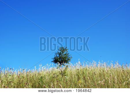Arbre solitaire