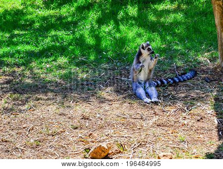 Lunching Lemur. A lovely little ring-tailed lemur settles down to a snack. lemur