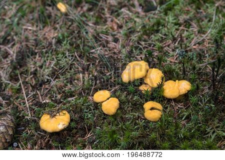 Fresh yellow chanterelles in the forest floor.