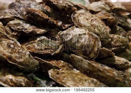 Oysters background with Open Oyster and knife