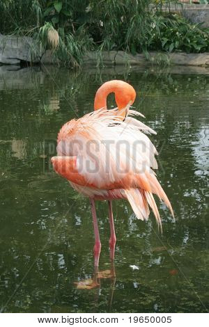 Flamingo