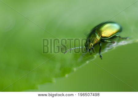 A golden glittering bug. Macro shot depicting a brilliant beetle on a green leaf. Carpathian flora and fauna.