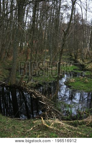 trees cut by beaver. Beaver dam. The dam constructed by a beaver. House of a beaver. A beaver in the wild nature.