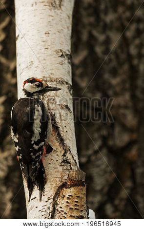 Young Greater spotted woodpecker Dendrocopos major) sitting on the birch tree in summer morningClearly visible details of plumage and wiping the fluff on the bird's head. Vertical view.