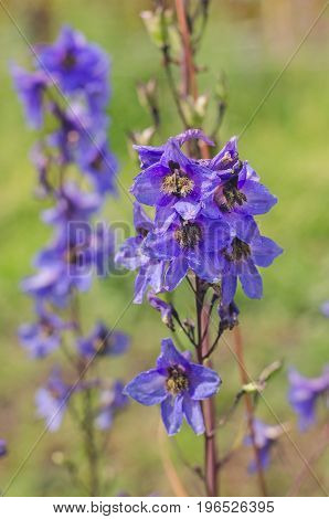 Lilac Bells in the Summer Garden closeup