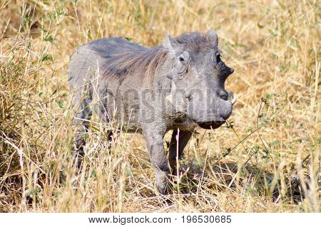 Warthog in the savanna of the Tarangire Park in Tanzania