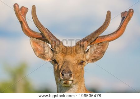 Close up horned deer buck portrait with blue sky background.