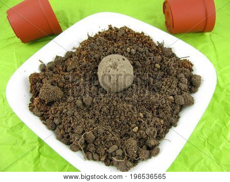 Seed balls with fresh potting soil in a bowl
