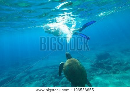 Woman bikini swims encountering sea turtle Caretta in crystal waters of Foneas Beach, Mani peninsula, Greece. Watersport activity. Summer holidays. Snorkeler female apnea with mask and fins enjoying.