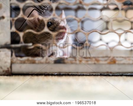 soft focus of the rat was in a cage catching a rat. the rat has contagion the disease to humans such as Leptospirosis Plague Homes and dwellings should not have mice. The eyes of rat show fear.
