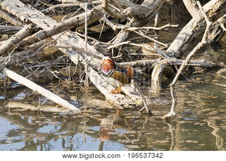 Mandarin Duck Close Up From Sile River, Italy