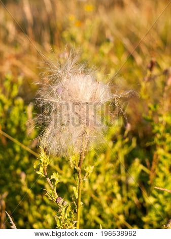 A White Fluffly Cloud Of Milk Thistle Flower Heads In The Summer Windy Field