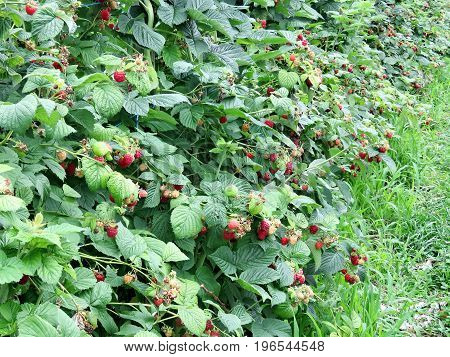 Raspberry plantation on field in Markham Canada July 22 2017