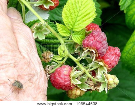 Picking raspberries on field in Markham Canada July 22 2017