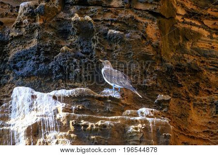 Beautiful blue-footed booby with its distinctive blue feet standing on cliff face with background of layered volcanic rock covered in guano in Galapagos Islands