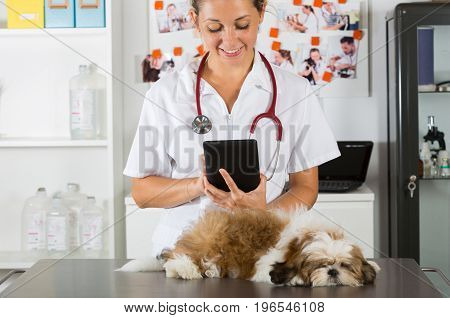 Veterinary clinic with a Shih Tzu at a tablet